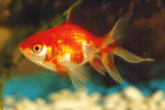 Fantail 1