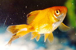 Fantail 2