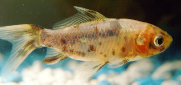 White Shubunkin