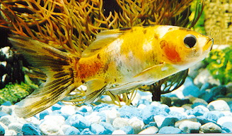 Orange Shubunkin