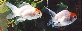Two redcaps