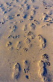 footprints.jpg