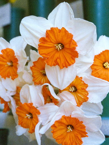 rhodgarden-dafodils2.jpg