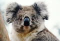 koala1.jpg