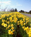 rhodgarden-dafodils3.jpg