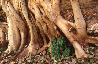 roots.jpg