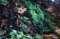 ferns.jpg