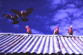 galahs1.jpg
