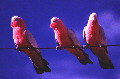 galahs2.jpg