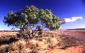 gumtree1.jpg