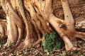 roots.jpg